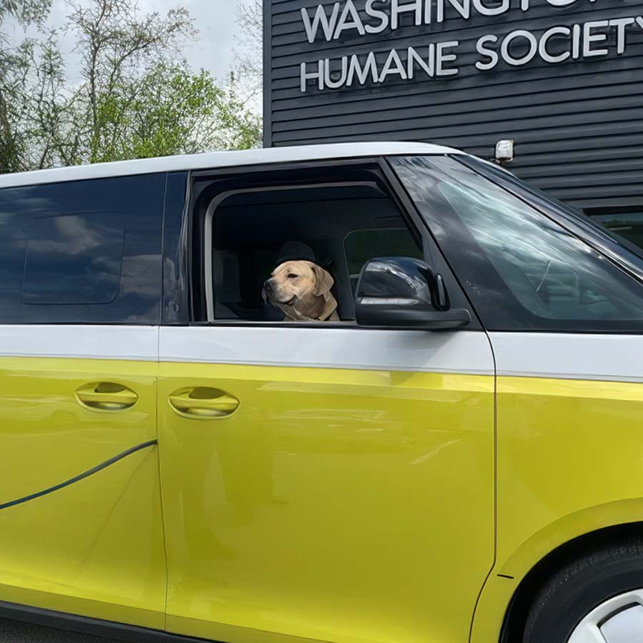 Dog from the Humane Society in a VW ID.Buzz
